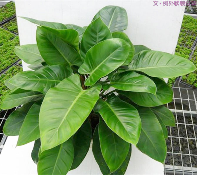 不能不知的家居綠植選擇、養(yǎng)護(hù)技巧，居家必備！-別墅設(shè)計(jì),軟裝設(shè)計(jì),室內(nèi)設(shè)計(jì),豪宅設(shè)計(jì),深圳例外軟裝設(shè)計(jì)公司