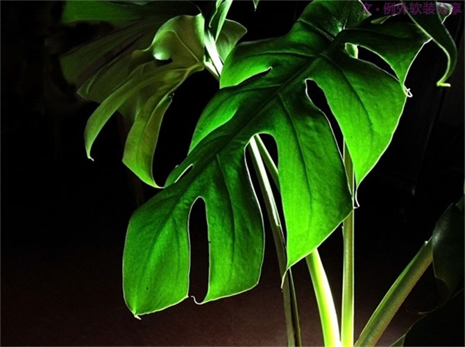 【裝修后必備】教你認識5種強吸毒植物-別墅設計,軟裝設計,室內設計,豪宅設計,深圳例外軟裝設計公司
