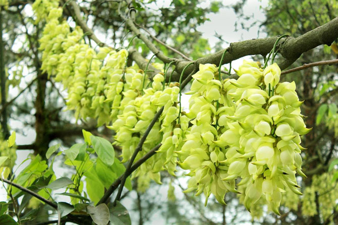 陽春三月，這些美景其實可以帶回家！-別墅設(shè)計,軟裝設(shè)計,室內(nèi)設(shè)計,豪宅設(shè)計,深圳例外軟裝設(shè)計公司