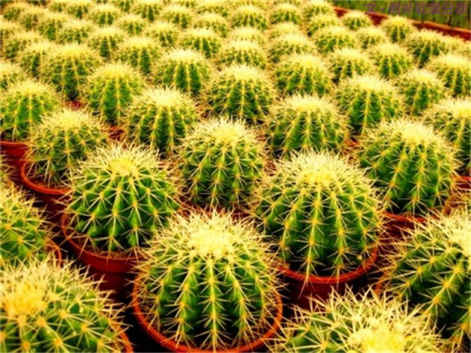 【裝修后必備】教你認識5種強吸毒植物-別墅設計,軟裝設計,室內設計,豪宅設計,深圳例外軟裝設計公司