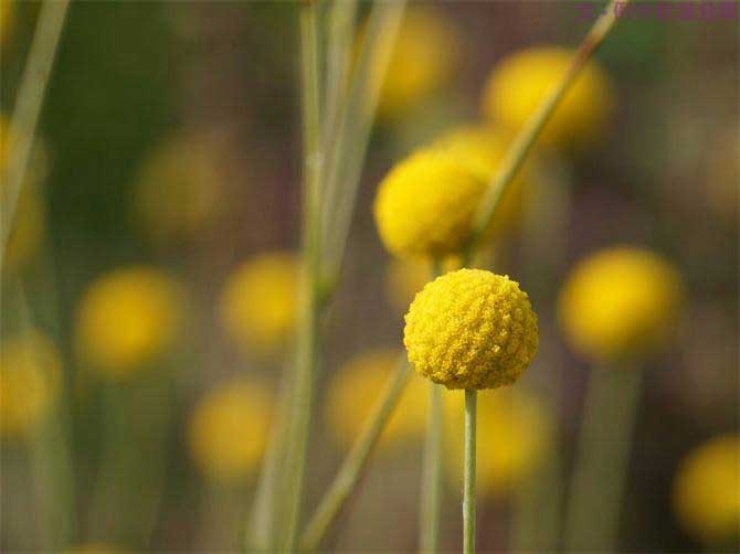 【例外.花箋記】金槌花，敲打在心間的小鼓槌！-別墅設計,軟裝設計,室內設計,豪宅設計,深圳例外軟裝設計公司