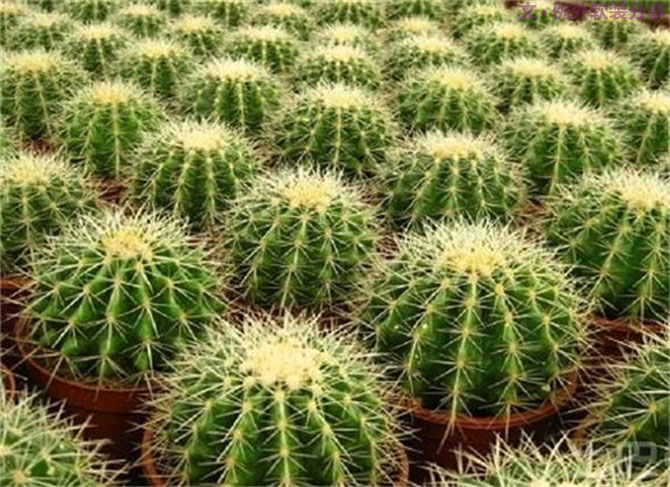 【裝修后必備】教你認識5種強吸毒植物-別墅設計,軟裝設計,室內設計,豪宅設計,深圳例外軟裝設計公司