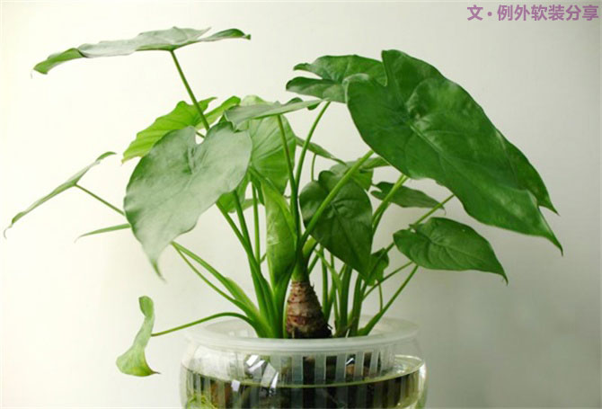 【裝修后必備】教你認識5種強吸毒植物-別墅設計,軟裝設計,室內設計,豪宅設計,深圳例外軟裝設計公司